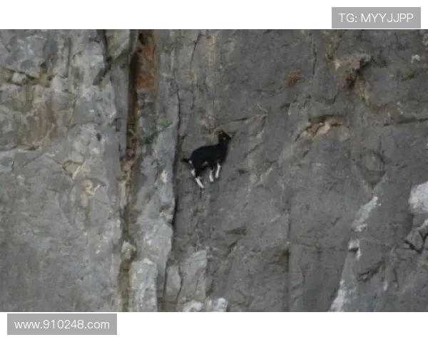 广州攀岩队心理素质提升之路与热议攀岩的深层影响分析